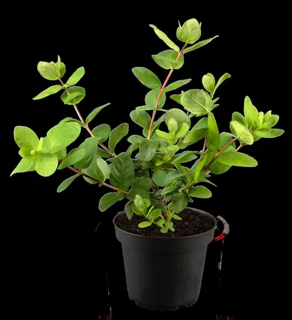 Lonicera caerulea 'Duet' - 10-15 CM C2 - image 3