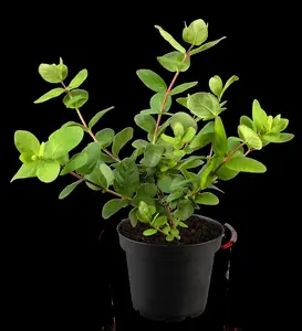 Lonicera caerulea 'Duet' - 10-15 CM C2 - image 3