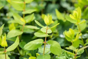 Lonicera caerulea 'Duet'