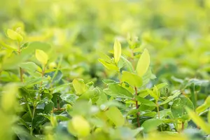 Lonicera caerulea 'Duet' - P9 - image 2