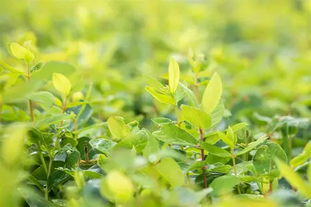 Lonicera caerulea 'Duet' - 2 Ltr, 3 canes - image 2