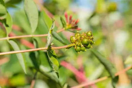 Lonicera caprifolium - 2 Ltr, 4 canes - image 5