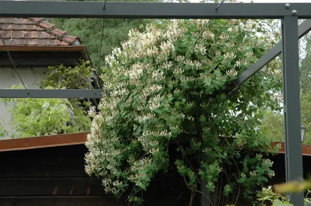 Lonicera caprifolium - 2 Ltr, 4 canes - image 2