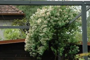 Lonicera caprifolium - 2 Ltr, 4 canes - image 2