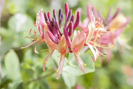 Lonicera caprifolium 'Inga' - P9 - image 1