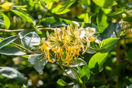 Lonicera caprifolium 'Inga' - P9 - image 3