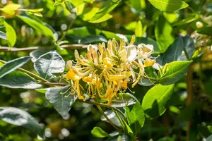 Lonicera caprifolium 'Inga' - P9 - image 3