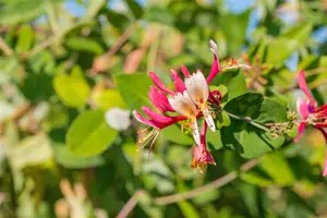Lonicera caprifolium 'Inga' - P9 - image 4