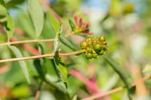 Lonicera caprifolium 'Inga' - P9 - image 5
