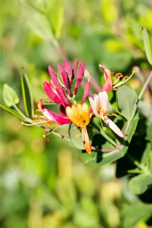 LONICERA DROPMORE SCARLETT 3LD - image 4