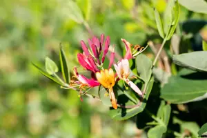 LONICERA DROPMORE SCARLETT 3LD - image 2