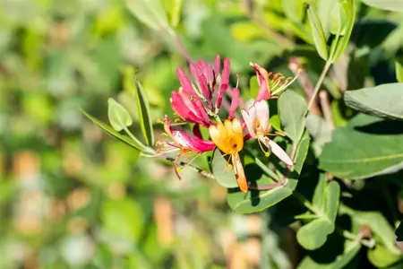 LONICERA DROPMORE SCARLETT 3LD - image 5