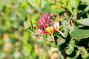 LONICERA DROPMORE SCARLETT 3LD - image 5
