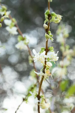 Lonicera fragrantissima - 80-100 CM C7.5 - image 5