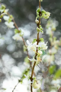 Lonicera fragrantissima - 3 Ltr pot - image 5