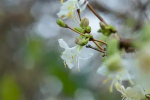 Lonicera fragrantissima - 3 Ltr pot - image 2