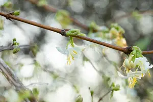 Lonicera fragrantissima - 3 Ltr pot - image 3