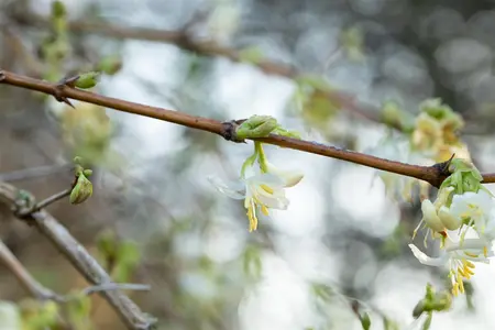 Lonicera fragrantissima - 3 Ltr pot - image 4