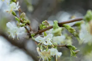 Lonicera fragrantissima - 60-80 CM C5 - image 5