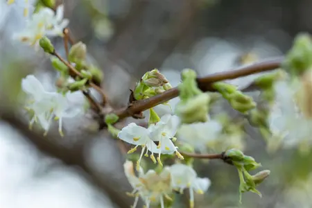 Lonicera fragrantissima - 150-175 CM C25 - image 5