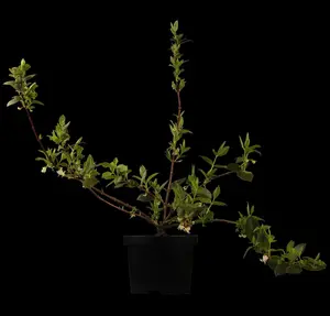 Lonicera fragrantissima