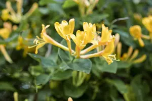 Lonicera heckrottii