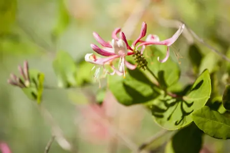 Lonicera heckrottii - 150-175 CM C7.5 - image 2
