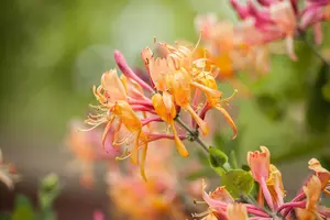 Lonicera heckrottii 'American Beauty' - C2, single cane (60 cm)
