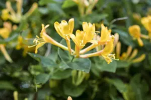 Lonicera heckrottii 'Copper Beauty'? - 80-100 CM C3 - image 1