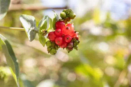 Lonicera heckrottii 'Copper Beauty'? - 2 Ltr, single cane - image 4