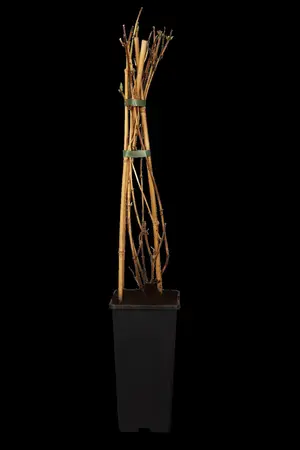 Lonicera heckrottii 'Goldflame' - 2 Ltr, single cane - image 1