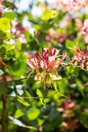 Lonicera heckrottii 'Goldflame' - 2 Ltr, single cane - image 5