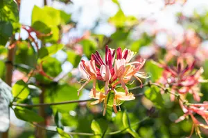 Lonicera heckrottii 'Goldflame' - 2 Ltr, single cane - image 3