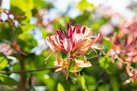 Lonicera heckrottii 'Goldflame' - 2 Ltr, single cane - image 4