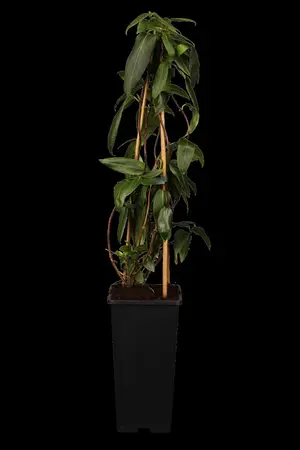 Lonicera henryi - 2 Ltr, 3 canes - image 1