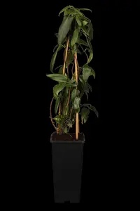 Lonicera henryi