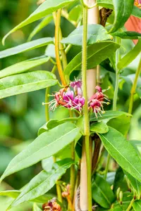 Lonicera henryi - 150-175 CM C10 - image 4