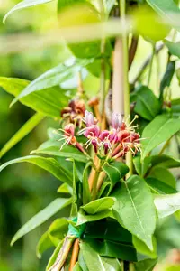 Lonicera henryi - 175-200 CM C12 - image 5