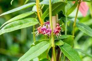 Lonicera henryi - 2 Ltr, 3 canes - image 4