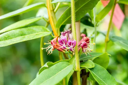 Lonicera henryi - 2 Ltr, 3 canes - image 5