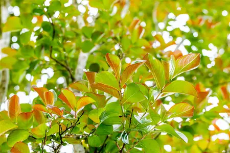 Lonicera henryi - 150-175 CM C10 - image 5