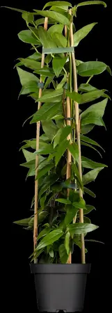 Lonicera henryi - 2 Ltr, 3 canes - image 2
