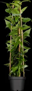 Lonicera henryi - 2 Ltr, 3 canes - image 2