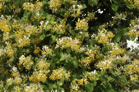 Lonicera japonica - 150-175 CM C7.5 - image 2