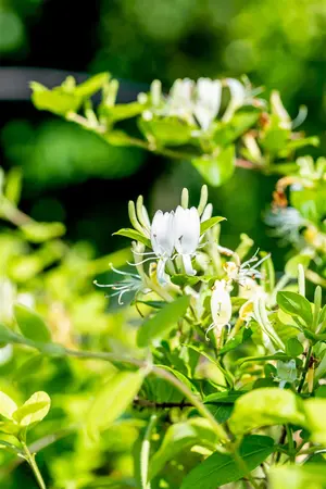 Lonicera japonica 'Halliana' - 60-80 CM C2 - image 4