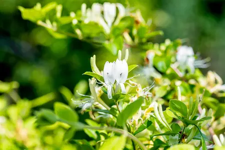 Lonicera japonica 'Halliana' - 80-100 CM C2 - image 3