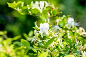 Lonicera japonica 'Halliana' - 80-100 CM C2 - image 3