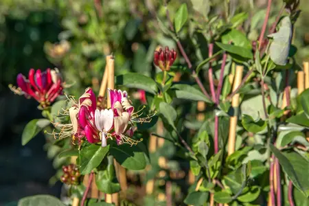 Lonicera japonica 'Halliana' - 80-100 CM C2 - image 2