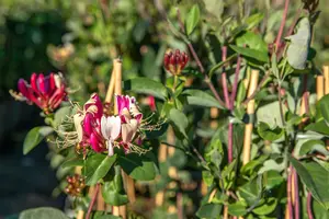 Lonicera japonica 'Halliana' - 80-100 CM C2 - image 2