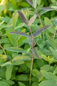 Lonicera kamtsch. 'Balalaika'